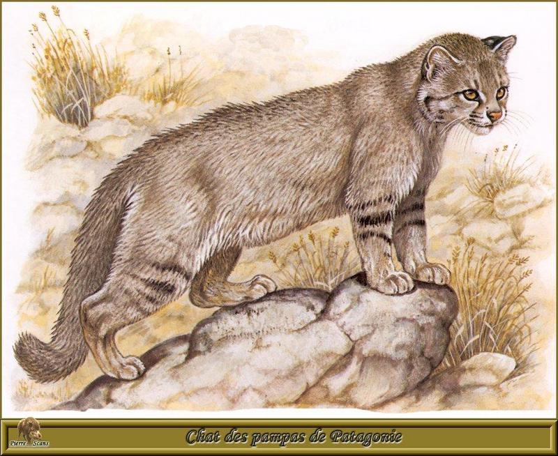 [Animal Art - Robert Dallet] Pampas Cat (Oncifelis colocolo) {!--팜파스고양이-->; DISPLAY FULL IMAGE.