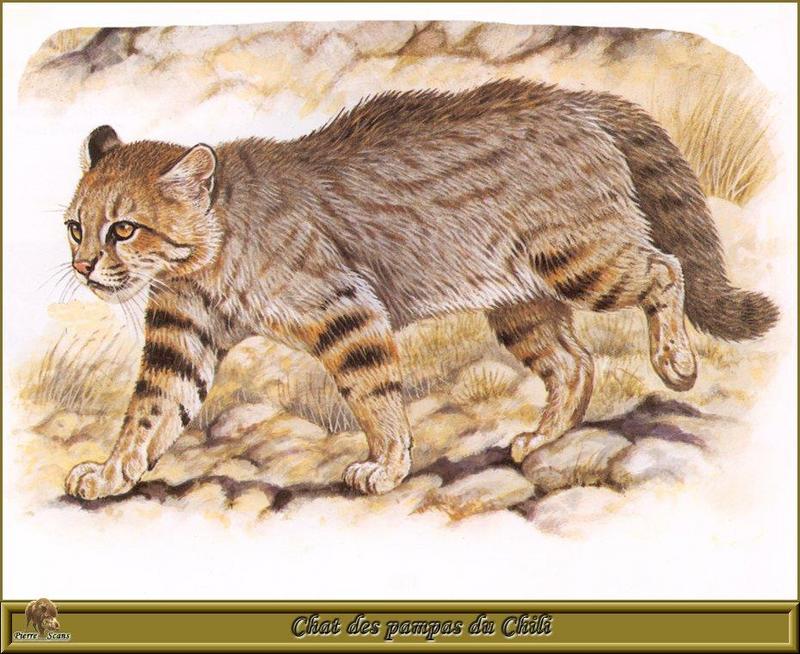 [Animal Art - Robert Dallet] Pampas Cat (Oncifelis colocolo) {!--팜파스고양이-->; DISPLAY FULL IMAGE.