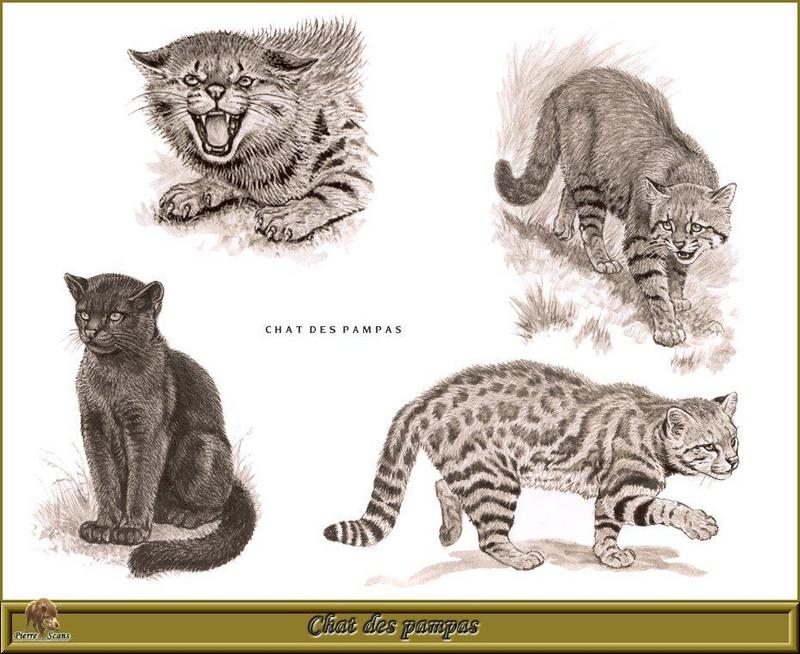 [Animal Art - Robert Dallet] Pampas Cat (Oncifelis colocolo) {!--팜파스고양이-->; DISPLAY FULL IMAGE.