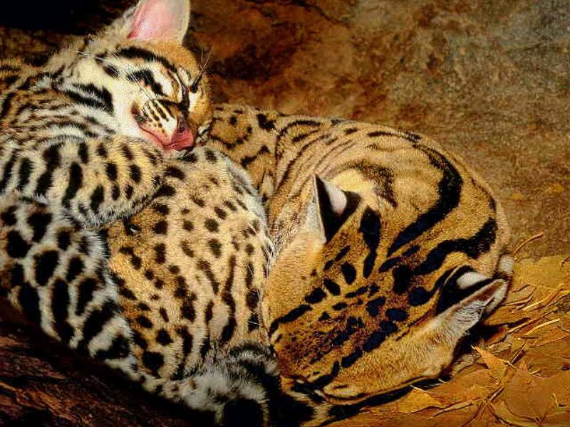 Ocelot pair (Leopardus pardalis) {!--오셀롯-->; DISPLAY FULL IMAGE.