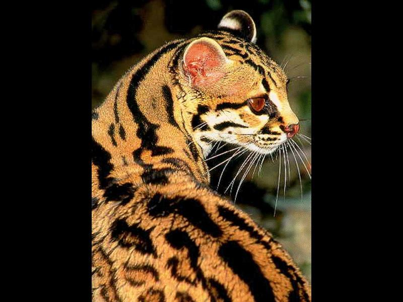 Ocelot (Leopardus pardalis) {!--오셀롯-->; DISPLAY FULL IMAGE.