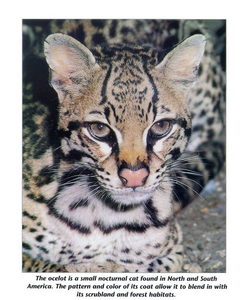 Ocelot (Leopardus pardalis) {!--오셀롯-->; DISPLAY FULL IMAGE.
