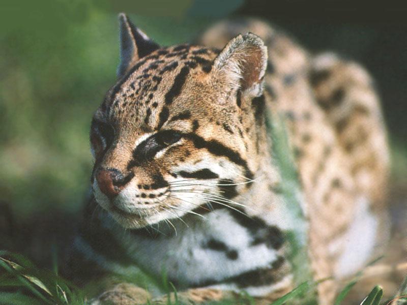 Ocelot (Leopardus pardalis) {!--오셀롯-->; DISPLAY FULL IMAGE.