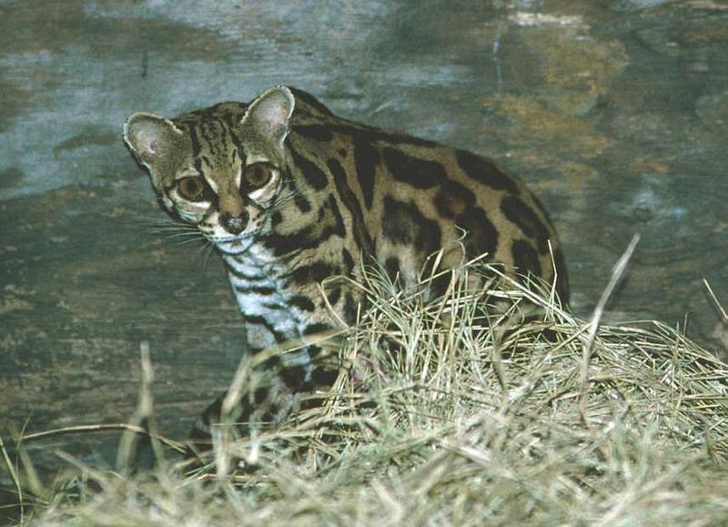 Margay (Leopardus wiedii) {!--호랑고양이, 마게이-->; DISPLAY FULL IMAGE.