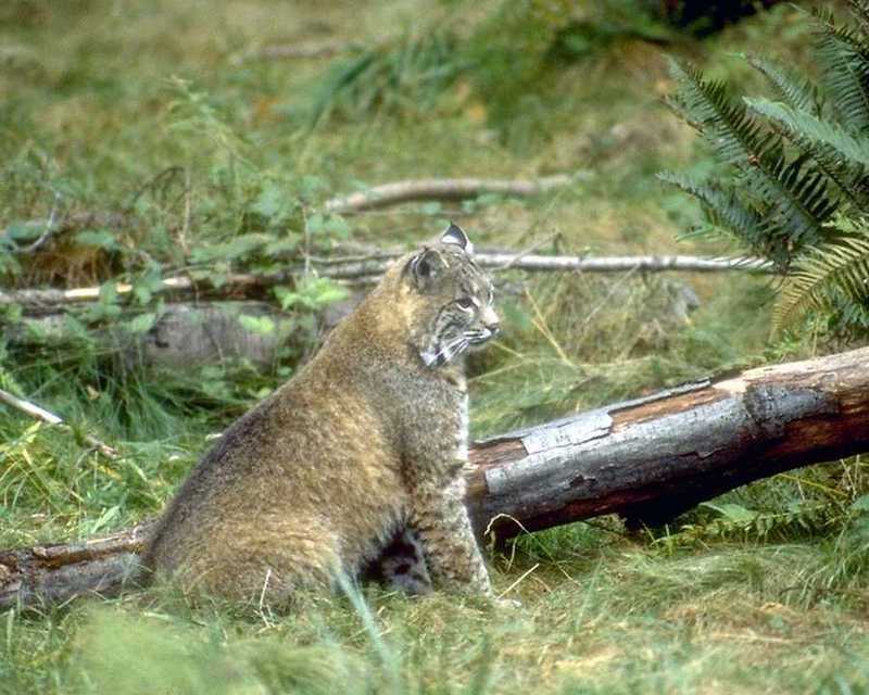 Lynx (Lynx sp.) {!--스라소니류-->; DISPLAY FULL IMAGE.