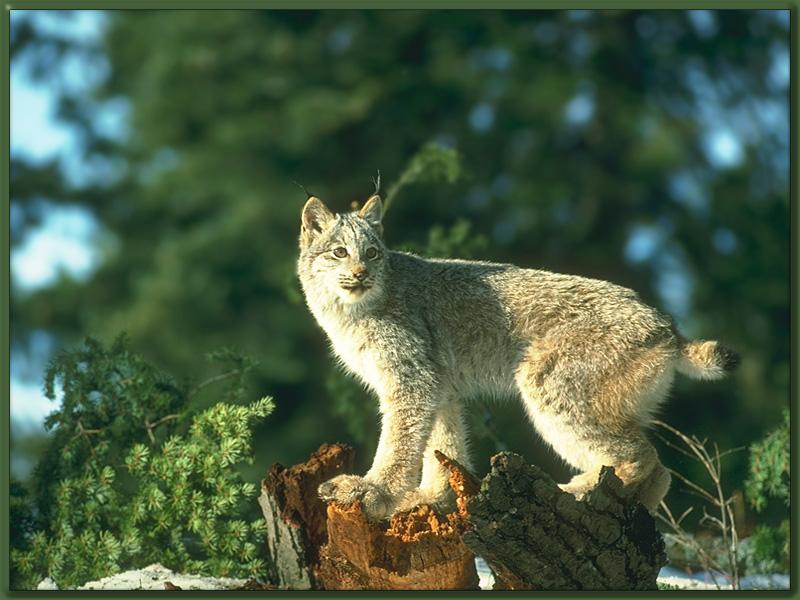 Lynx (Lynx sp.) {!--스라소니류-->; DISPLAY FULL IMAGE.