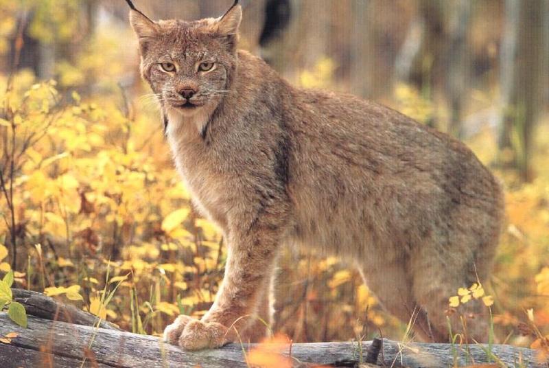 Lynx (Lynx sp.) {!--스라소니류-->; DISPLAY FULL IMAGE.