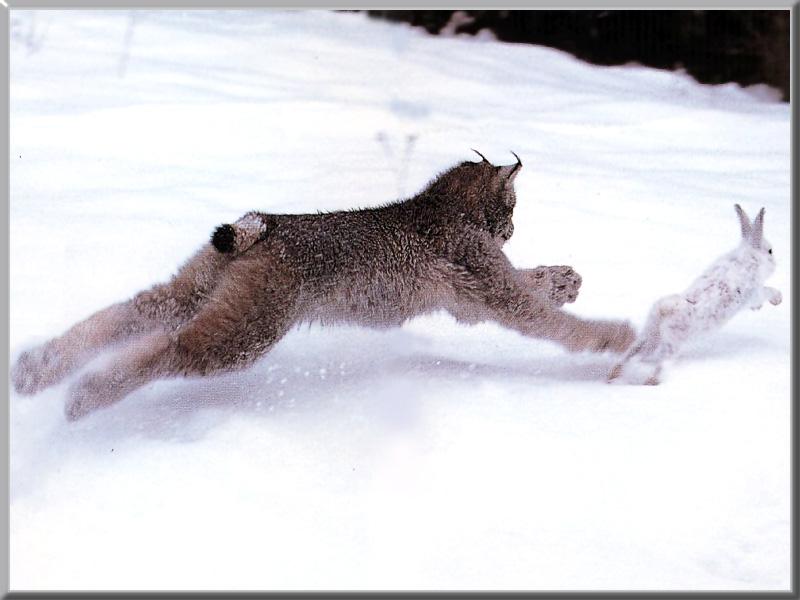 Lynx (Lynx sp.) {!--스라소니류-->; DISPLAY FULL IMAGE.