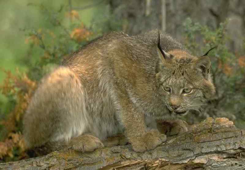 Lynx (Lynx sp.) {!--스라소니류-->; DISPLAY FULL IMAGE.