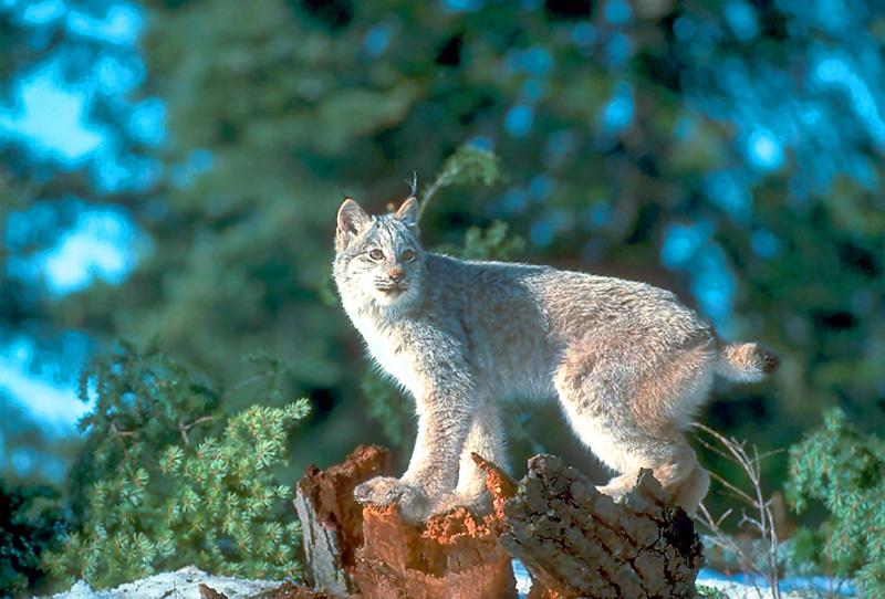 Canada Lynx (Lynx canadensis) {!--캐나다스라소니,검은귀스라소니-->; DISPLAY FULL IMAGE.