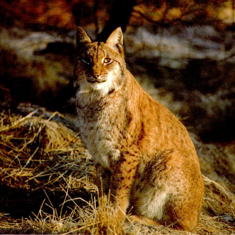 Canada Lynx (Lynx canadensis) {!--캐나다스라소니,검은귀스라소니-->; DISPLAY FULL IMAGE.