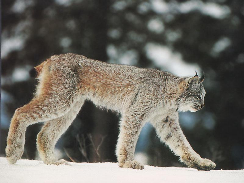 Canada Lynx (Lynx canadensis) {!--캐나다스라소니,검은귀스라소니-->; DISPLAY FULL IMAGE.