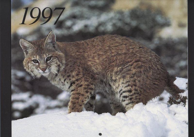 Canada Lynx (Lynx canadensis) {!--캐나다스라소니,검은귀스라소니-->; DISPLAY FULL IMAGE.