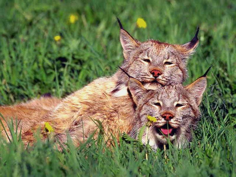 Canada Lynx pair (Lynx canadensis) {!--캐나다스라소니,검은귀스라소니-->; DISPLAY FULL IMAGE.