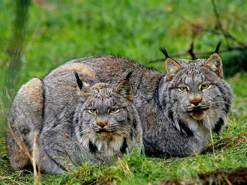 Canada Lynx pair (Lynx canadensis) {!--캐나다스라소니,검은귀스라소니-->; DISPLAY FULL IMAGE.
