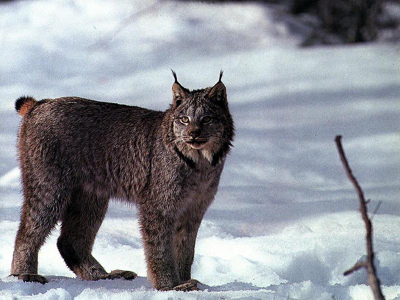 Canada Lynx (Lynx canadensis) {!--캐나다스라소니,검은귀스라소니-->; DISPLAY FULL IMAGE.