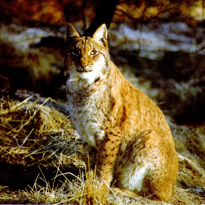 Canada Lynx (Lynx canadensis) {!--캐나다스라소니,검은귀스라소니-->; DISPLAY FULL IMAGE.