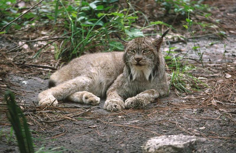 Canada Lynx (Lynx canadensis) {!--캐나다스라소니,검은귀스라소니-->; DISPLAY FULL IMAGE.