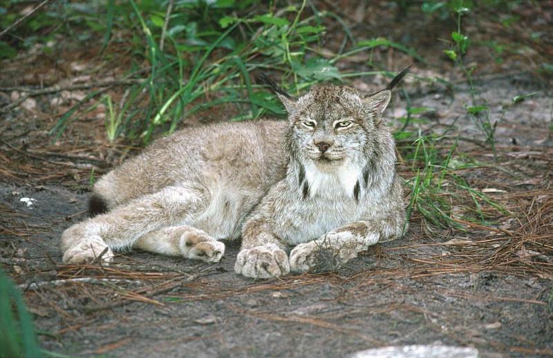 Canada Lynx (Lynx canadensis) {!--캐나다스라소니,검은귀스라소니-->; DISPLAY FULL IMAGE.