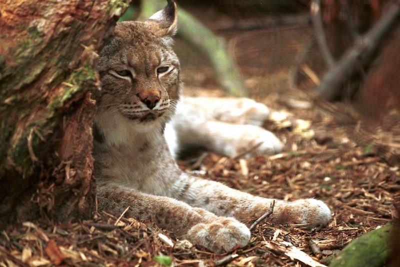 Eurasian Lynx (Lynx lynx) {!--스라소니-->; DISPLAY FULL IMAGE.