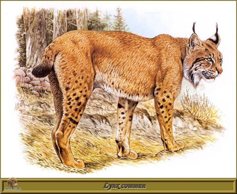 [Animal Art - Robert Dallet] Eurasian Lynx (Lynx lynx) {!--스라소니-->; DISPLAY FULL IMAGE.