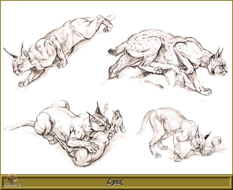 [Animal Art - Robert Dallet] Eurasian Lynx (Lynx lynx) {!--스라소니-->; DISPLAY FULL IMAGE.