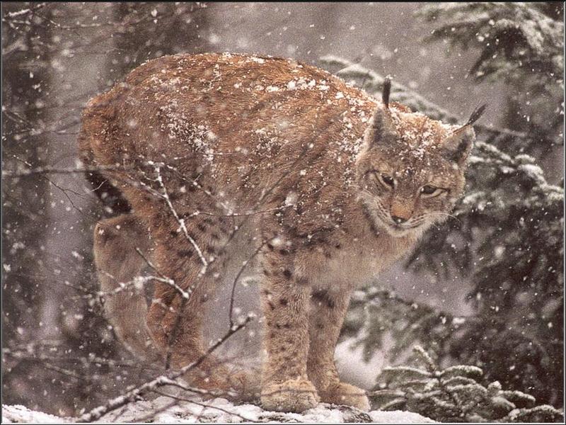 Canada Lynx (Lynx canadensis) {!--캐나다스라소니,검은귀스라소니-->; DISPLAY FULL IMAGE.