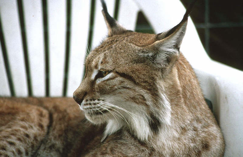 Eurasian Lynx (Lynx lynx) {!--스라소니-->; DISPLAY FULL IMAGE.