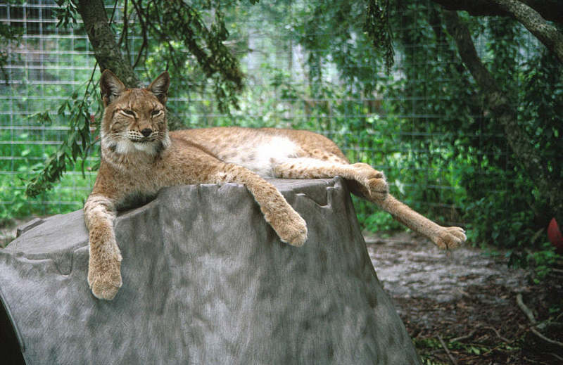 Eurasian Lynx (Lynx lynx) {!--스라소니-->; DISPLAY FULL IMAGE.