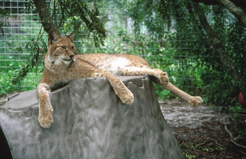Eurasian Lynx (Lynx lynx) {!--스라소니-->; DISPLAY FULL IMAGE.