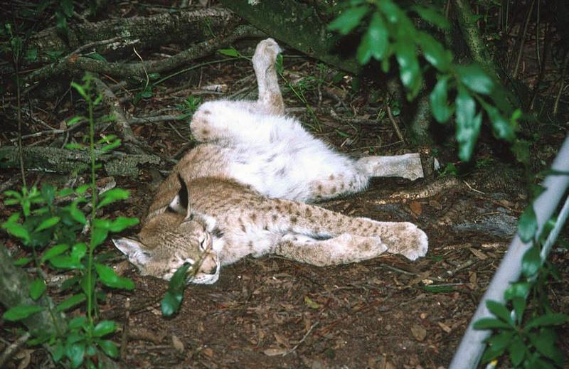 Eurasian Lynx (Lynx lynx) {!--스라소니-->; DISPLAY FULL IMAGE.