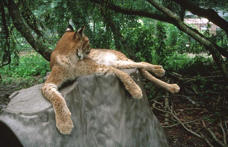 Eurasian Lynx (Lynx lynx) {!--스라소니-->; DISPLAY FULL IMAGE.