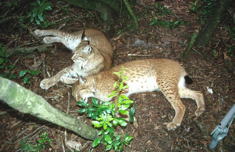 Eurasian Lynxes (Lynx lynx) {!--스라소니-->; DISPLAY FULL IMAGE.