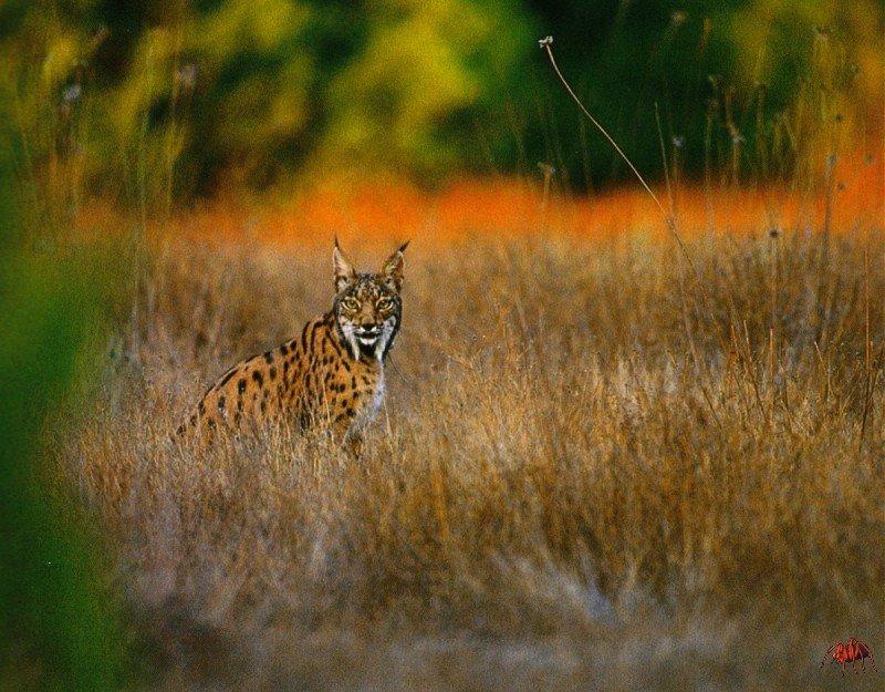 Spanish Lynx (Lynx pardinus) {!--스페인스라소니-->; DISPLAY FULL IMAGE.