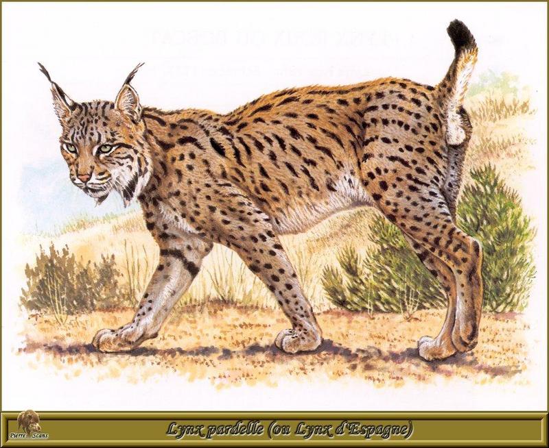 [Animal Art - Robert Dallet] Spanish Lynx (Lynx pardinus) {!--스페인스라소니-->; DISPLAY FULL IMAGE.