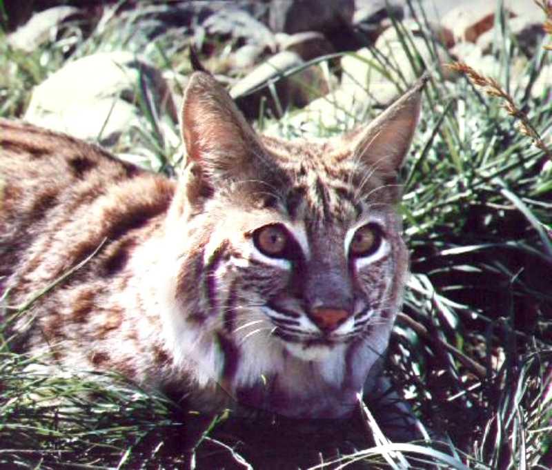 Spanish Lynx (Lynx pardinus) {!--스페인스라소니-->; DISPLAY FULL IMAGE.