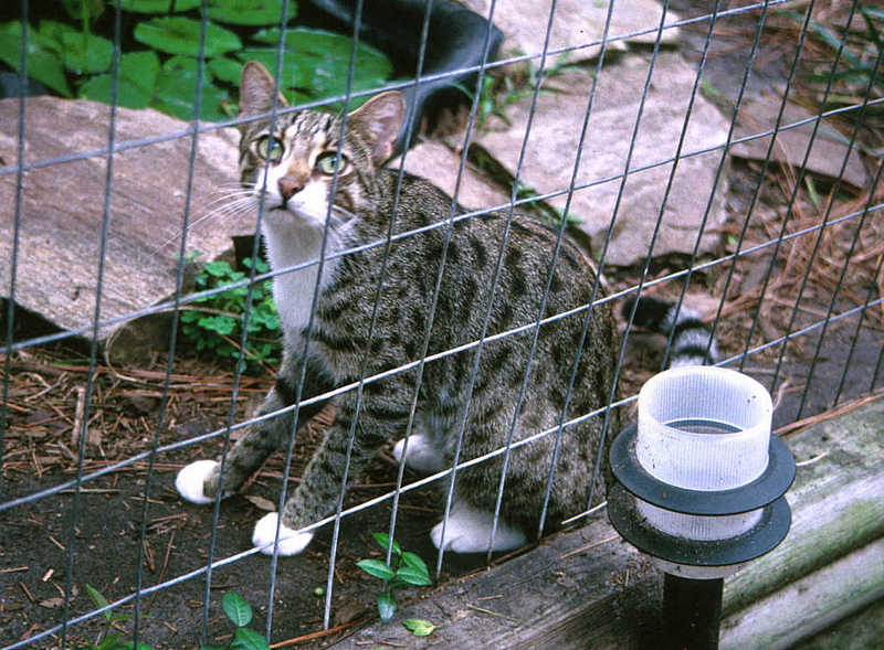 Asian Leopard Cat (Prionailurus bengalensis) {!--삵(살쾡이)-->; DISPLAY FULL IMAGE.