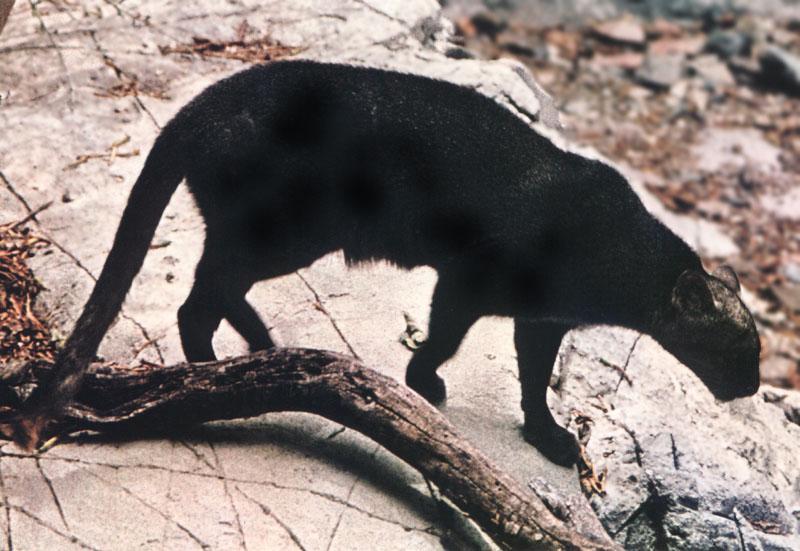 Jaguarundi (Herpailurus yaguarondi) {!--족제비고양이(하구아룬디)-->; DISPLAY FULL IMAGE.