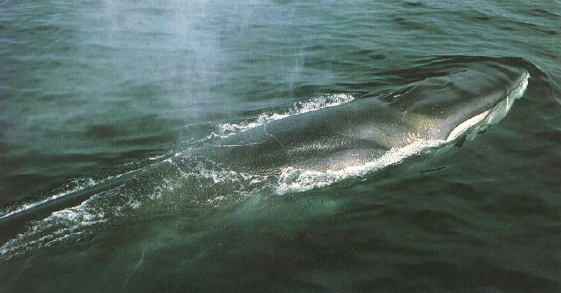 Fin Whale (Balaenoptera physalus) {!--참고래-->; DISPLAY FULL IMAGE.