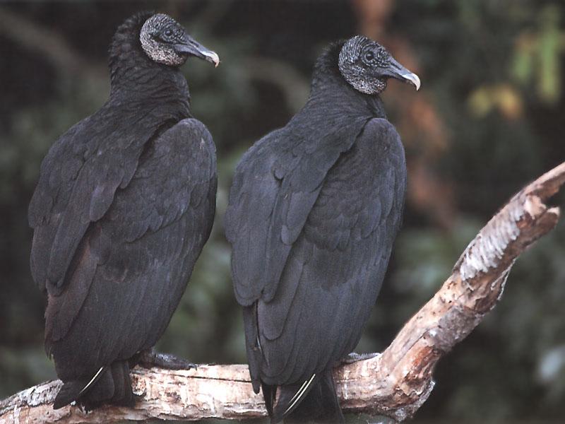 American Black Vultures (Coragyps atratus) {!--검은대머리수리-->; DISPLAY FULL IMAGE.