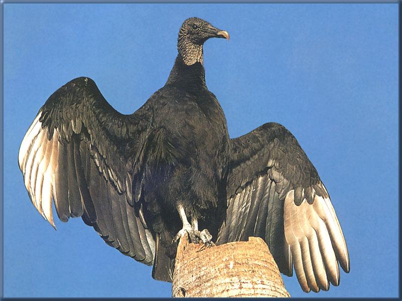 American Black Vulture (Coragyps atratus) {!--검은대머리수리-->; DISPLAY FULL IMAGE.