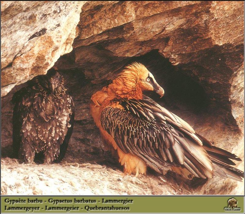 Lammergeier (Gypaetus barbatus) {!--수염수리-->; DISPLAY FULL IMAGE.