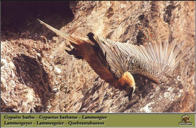 Lammergeier (Gypaetus barbatus) {!--수염수리-->; DISPLAY FULL IMAGE.