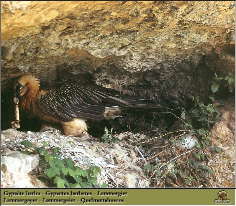 Lammergeier (Gypaetus barbatus) {!--수염수리-->; DISPLAY FULL IMAGE.