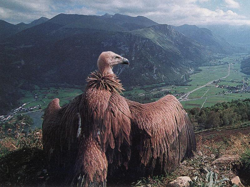 Eurasian Griffon Vulture (Gyps fulvus) {!--흰목걸이독수리-->; DISPLAY FULL IMAGE.