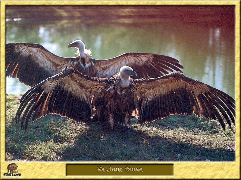 Eurasian Griffon Vulture flock (Gyps fulvus) {!--흰목걸이독수리-->; DISPLAY FULL IMAGE.