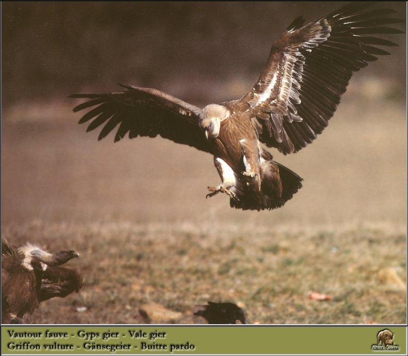 Eurasian Griffon Vulture flock (Gyps fulvus) {!--흰목걸이독수리-->; DISPLAY FULL IMAGE.