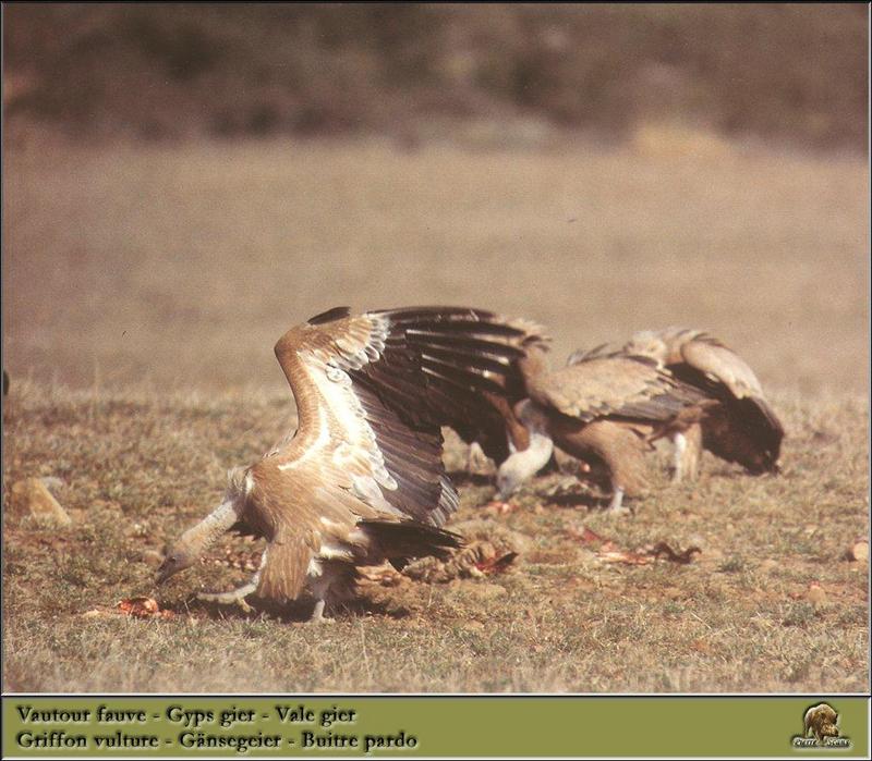 Eurasian Griffon Vulture flock (Gyps fulvus) {!--흰목걸이독수리-->; DISPLAY FULL IMAGE.