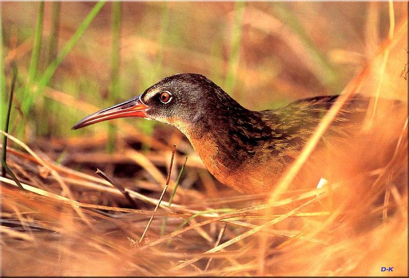 Virginia Rail (Rallus limicola) {!--쇠중남미뜸부기-->; DISPLAY FULL IMAGE.