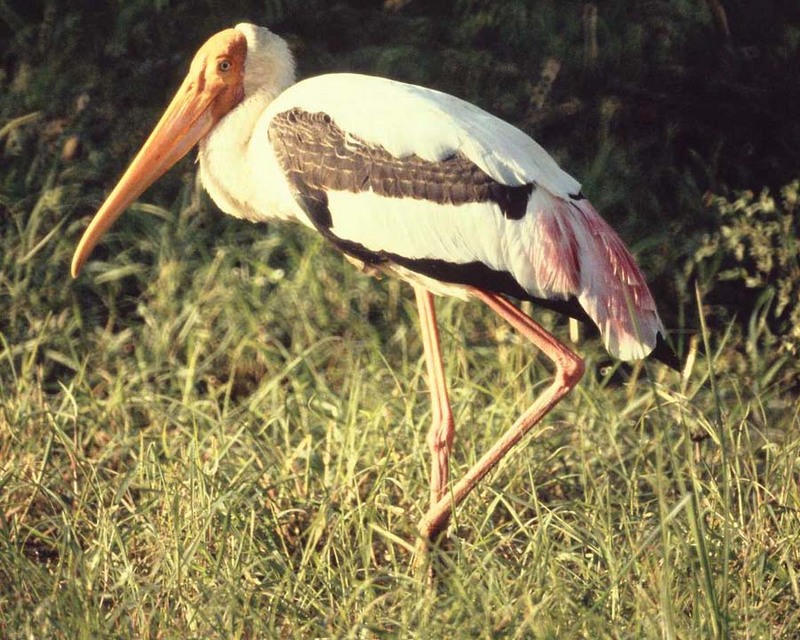 Painted Stork (Mycteria leucocephala); DISPLAY FULL IMAGE.